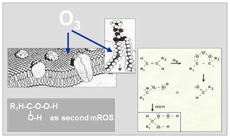 low-dose-medical-ozone-as-a-bioregulator-ozone-peroxide-as-second-messenger-molecule-fig3
